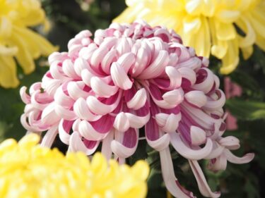 お葬式でのお花手配、どうする？供花の相場とマナーのすべて